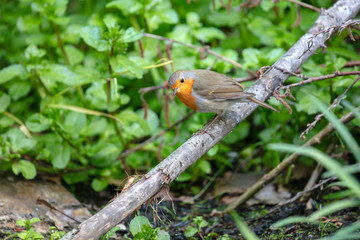Close up of an european robin bird