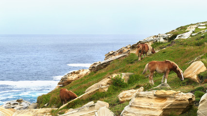 Brown horses grazing on the sea coast with limestone stones