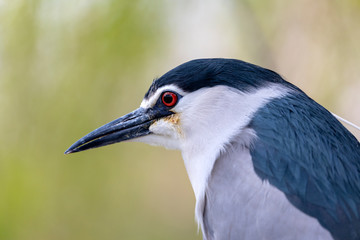 Black-crowned night heron on tree branch