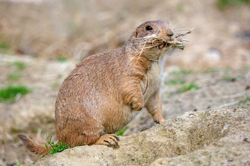 Close up of Prairie dog in nature