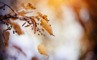 Yellow-gold autumn leaves