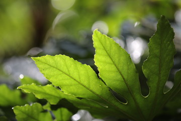 green leaves on background, close up