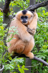 Female Yellow-cheeked gibbon in a tree