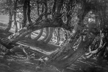 Black and white view of strange forest of faggi torti in Abruzzo, Italy