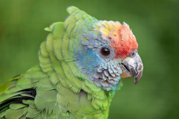 close up of wild colorful red-tailed Amazon parrot