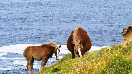 Foal and brown horse grazing in the bush