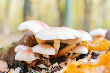 Mushroom in the autumn forest