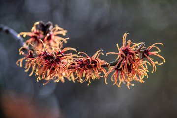 Hybride witch hazel with soft background