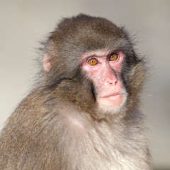 Fototapeta premium Young Japanese Macaque on background,close up