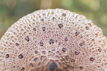 Edible mushroom in autumn forest