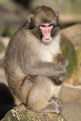 Young Japanese Macaque on background,close up