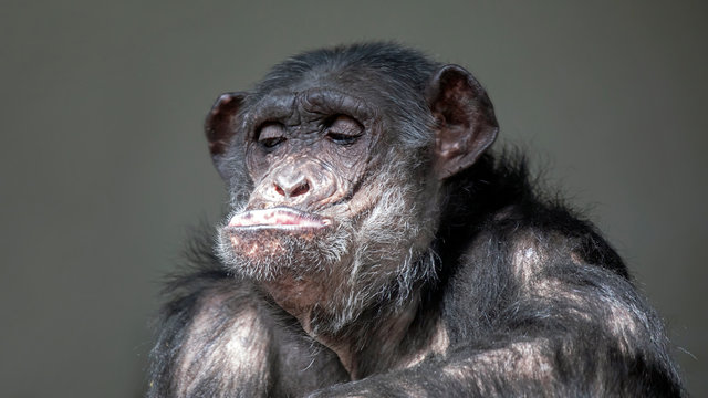 Funny chimpanzee portrait oFunny chimpanzee portrait on background, close upn background, close up