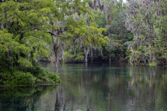 The Silver River in Silver Springs State Park, Florida