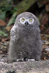 young snow owl portrait