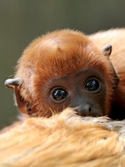 Red howler monkey baby