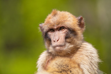 Barbary macaque monkey on background,close up