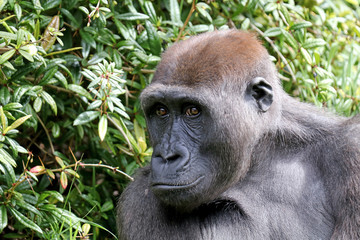 gorilla portrait in nature view