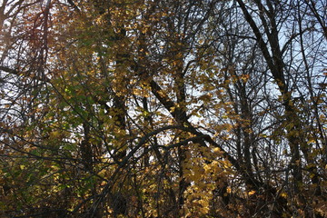 tree in autumn