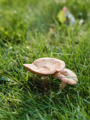 Two mushrooms grow in the forest, natural background. Nature concept.