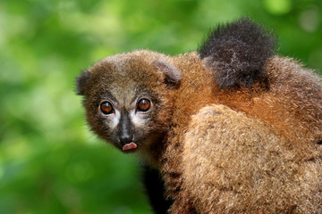 Red bellied lemur in natural habitat © Edwin Butter