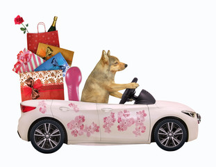 The dog drives a car painted with beautiful pink flowers with gift bags. White background. Isolated.