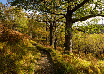 the golden forests near kinlochleven in the argyll region of the highlands of scotland near fort william and the west highland way in autumn
