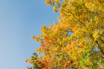 Autumn landscape with trees and yellow leaves