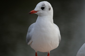 Obraz premium Möven