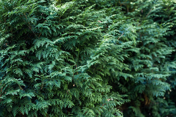 Thuja occidentalis background. Green Christmas texture. Closeup of Beautiful green christmas leaves of Thuja trees