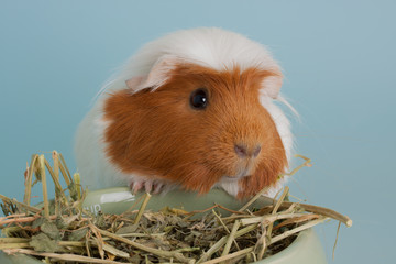 guinea pig rodent domestic animal