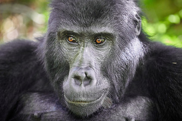 Portarit of Wild mountain gorilla in rwanda national park