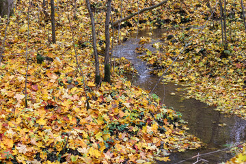 Autumn forest and forest stream. Orange and yellow leaves on the ground. Autumn foliage.