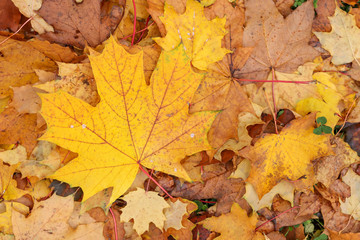 Autumn leave. Orange and yellow leaves on the ground. Autumn foliage.