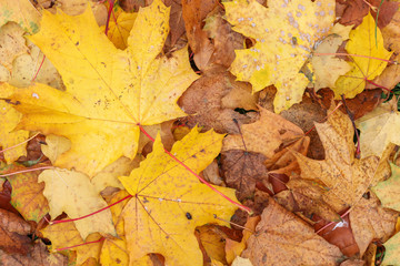 Naklejka na ściany i meble Autumn leave. Orange and yellow leaves on the ground. Autumn foliage.