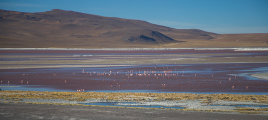 The flamingos of the Bolivian lagoons