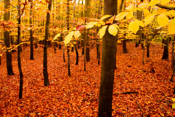 Beautiful rural ride in autumn time in dark forest