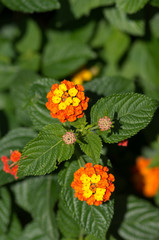 Lantana camara blooming bush in sunlight