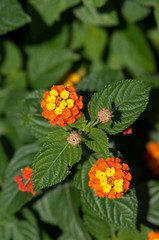 Lantana camara blooming bush in sunlight