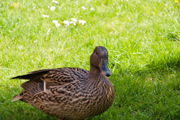 duck standing on lawn, countryside of England