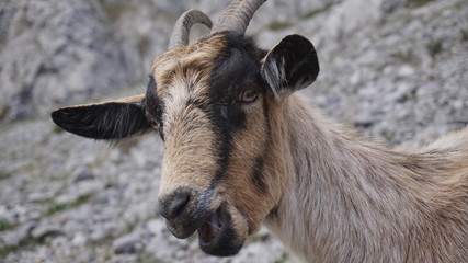 Happy goat having lunch