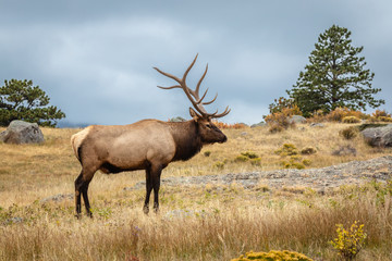 Naklejka na ściany i meble Bull Elk with large antlers