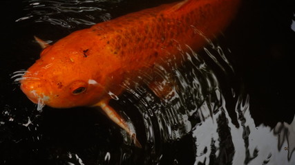 Orange koi fish in a pond
