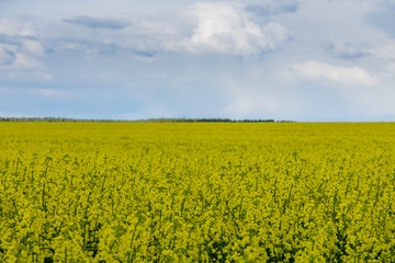 Fototapeta premium Rape fields in Poland. Beautiful sky above it