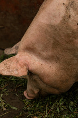 The snout of a pig. Dirty piglet. Animal head.