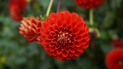 Red flower, beautiful pattern.