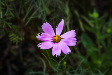 Fototapeta premium Purple Cosmos Flower with Holes on Petal