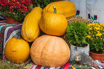 A hill of colorful pumpkins next to autumn flowers. Autumn harvest.