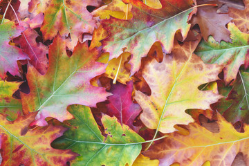 Naklejka na ściany i meble Autumn background. Colorful leaves Autumnal design. Autumn Leaves. Beautiful colors of autumn.