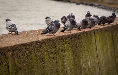 pigeons on roof