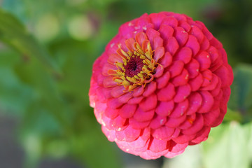 A pink common zinnia flower with blurry background